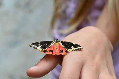 Von der Raupe zum Schmetterling